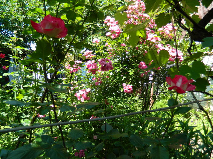 DSCN9737 - 2016 MAI_5