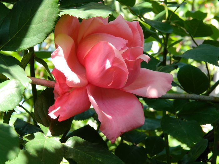 DSCN9742