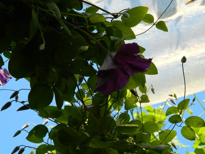 DSCN9747