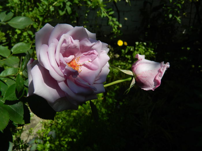 DSCN9768