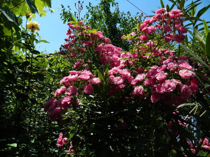 DSCN9771