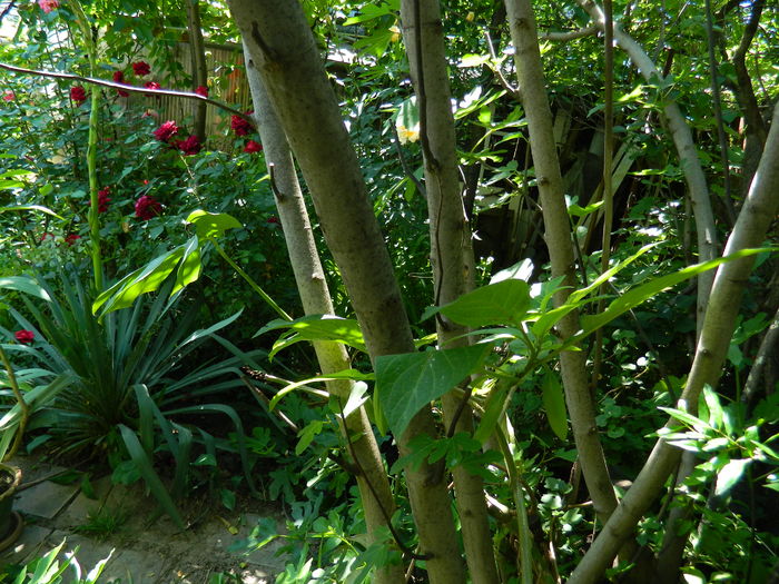 DSCN9772 - 2016 MAI_5