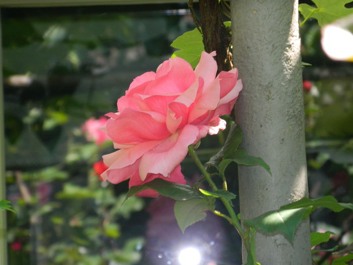 DSCN9781