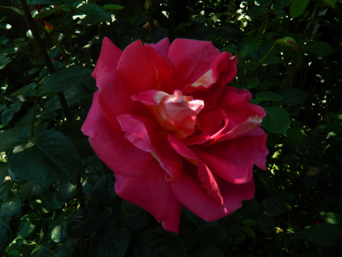 DSCN9785 - 2016 MAI_5