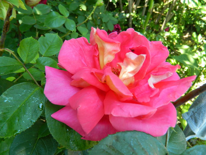 DSCN9787 - 2016 MAI_5
