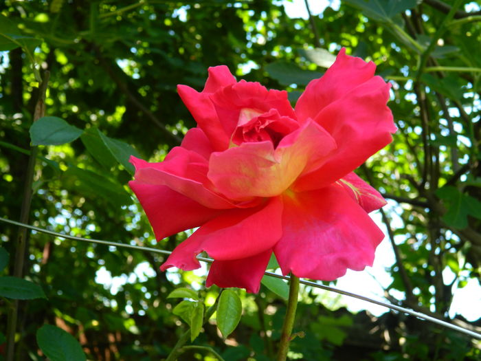 DSCN9788 - 2016 MAI_5