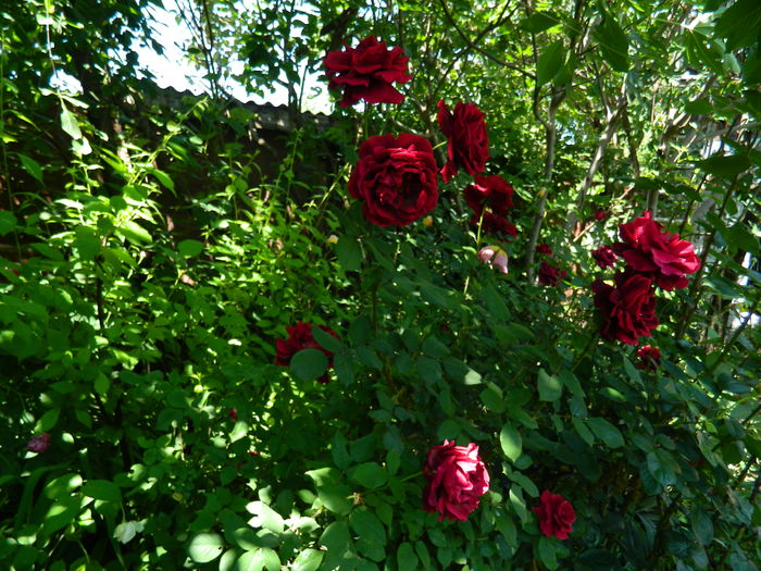 DSCN9794 - 2016 MAI_5