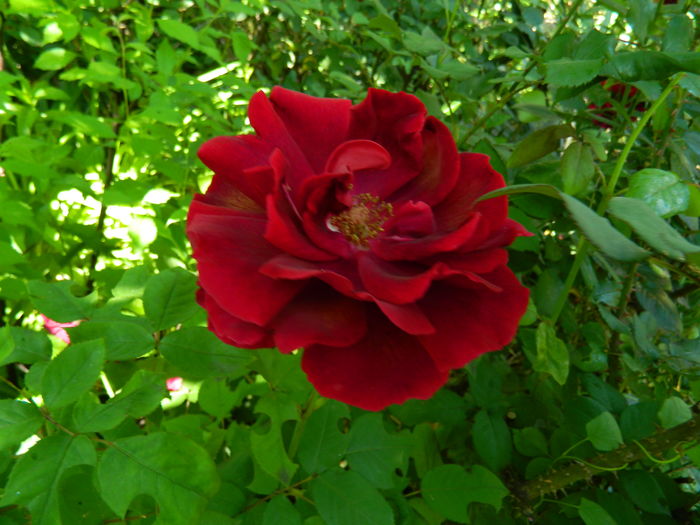 DSCN9795 - 2016 MAI_5