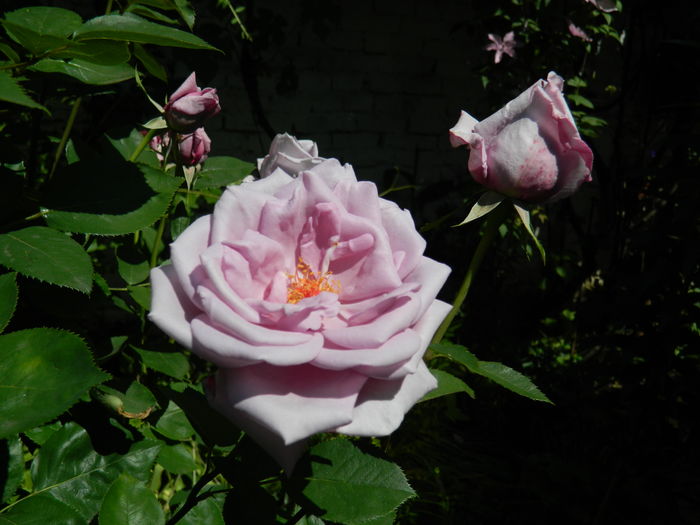 DSCN9798 - 2016 MAI_5