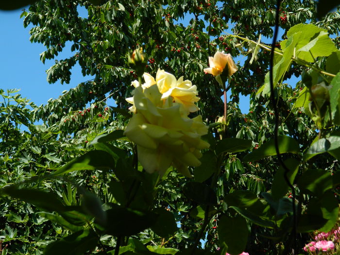 DSCN9801 - 2016 MAI_5