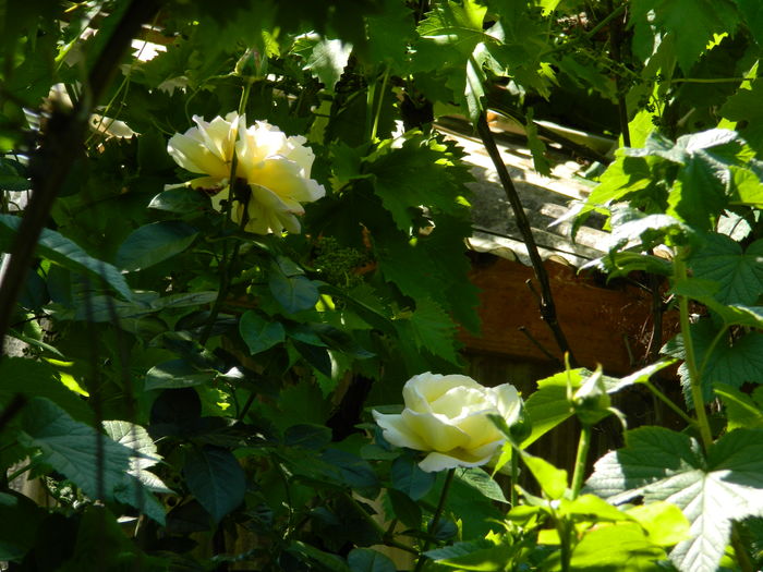 DSCN9802 - 2016 MAI_5