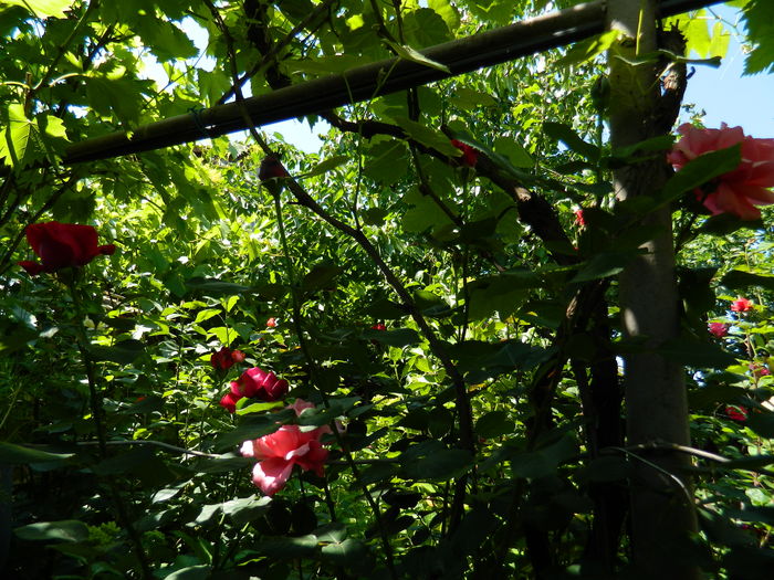 DSCN9803 - 2016 MAI_5