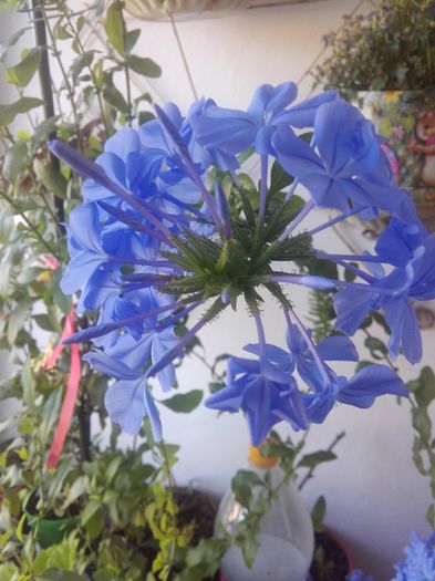 20160528_181048 - Plumbago