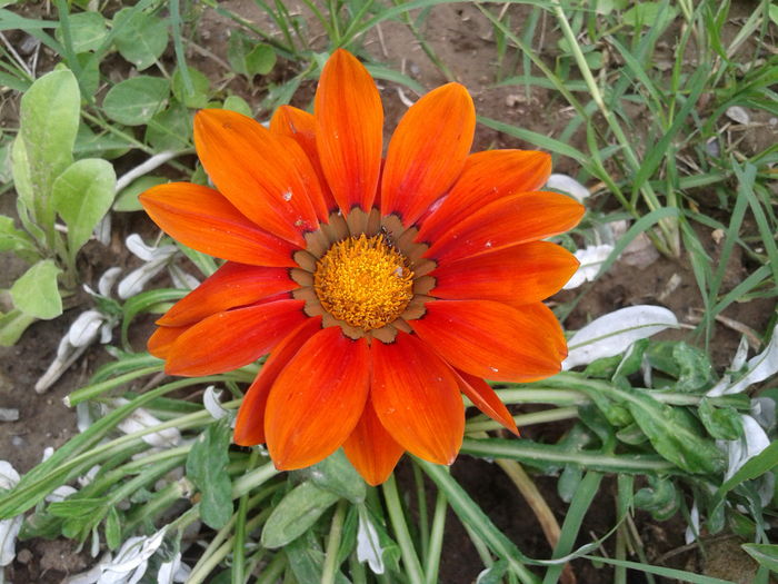 20160528_125913 - Gazania