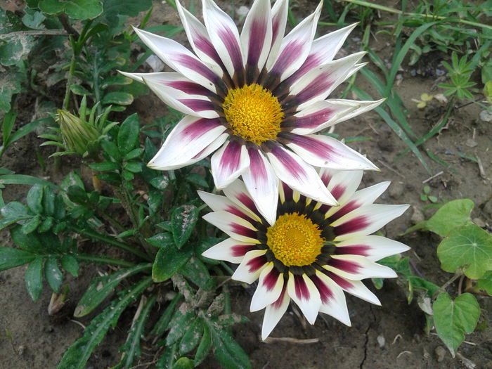 20160528_125922 - Gazania