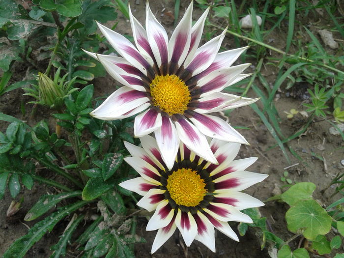 20160528_125929 - Gazania