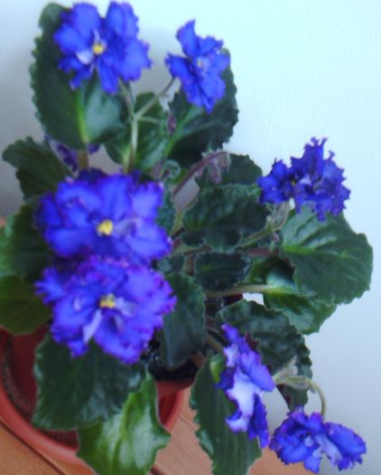 OZIO - VIOLETE 2016