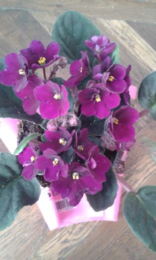 2016 05 28 - AA VIOLETE de COLECTIE