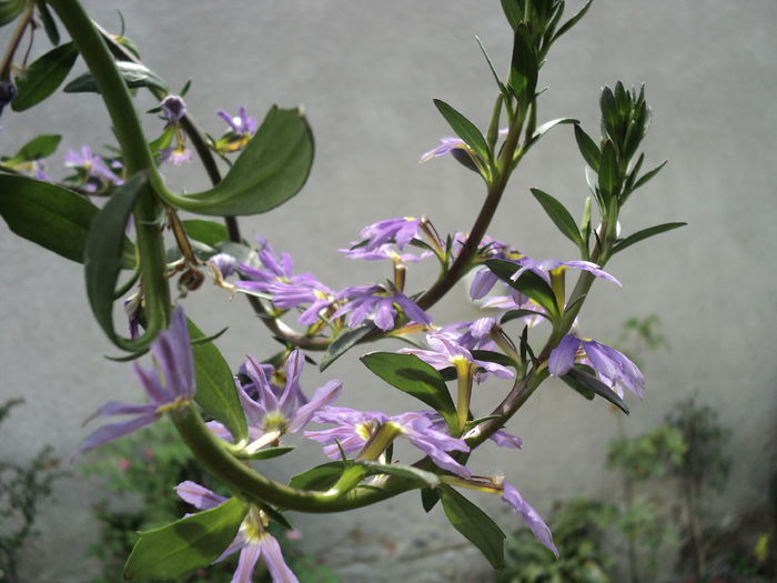 mai 2016 - SCAEVOLA AEMULA Fan Dancer- Floarea evantai