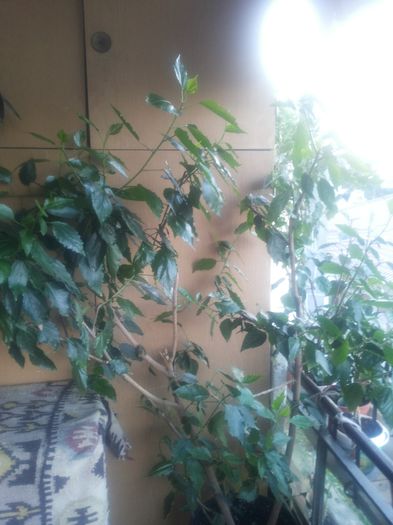 Hibiscus Clasic Apricot