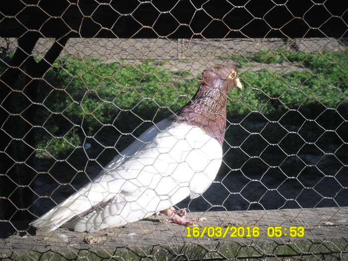 ,,Mutu,, pasarea-mi de inceput care inca repr.