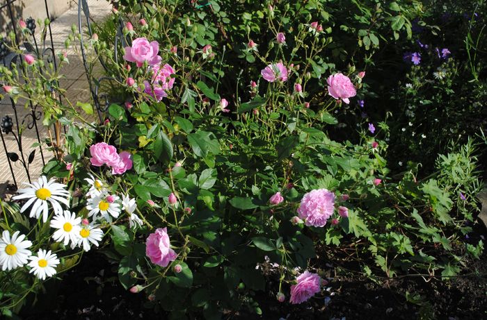 Harlow Carr - 2016 trandafiri II