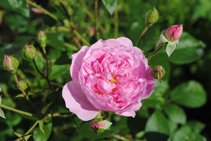 Harlow Carr - 2016 trandafiri II
