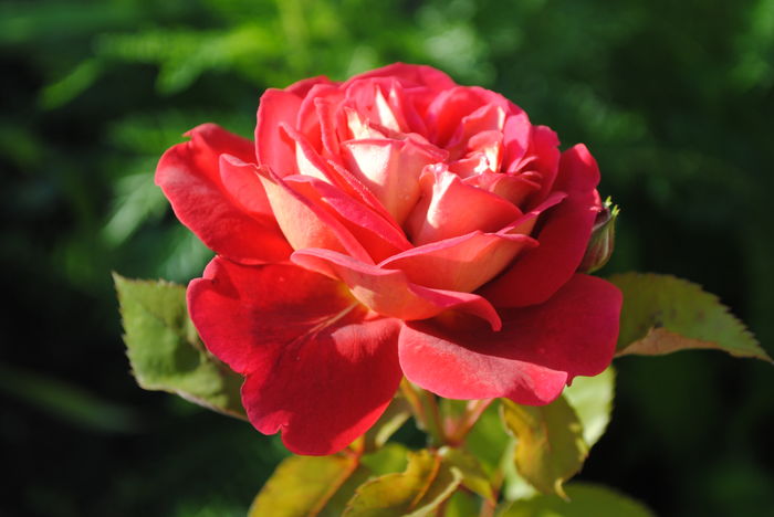 lami-des-jardins(Guillot) - 2016 trandafiri II