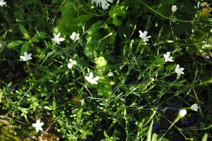 28 mai,dianthus deltoides Alba