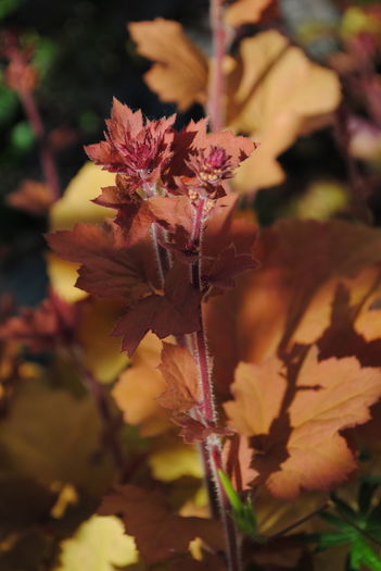 heuchera caramel