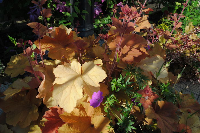 heuchera caramel