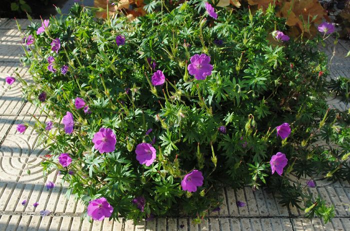 geranium sanguineum Rosa