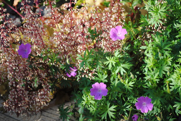 geranium sanguineum Rosa+ marmelade