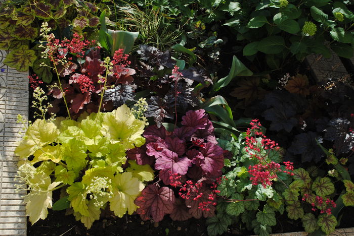 heuchera
