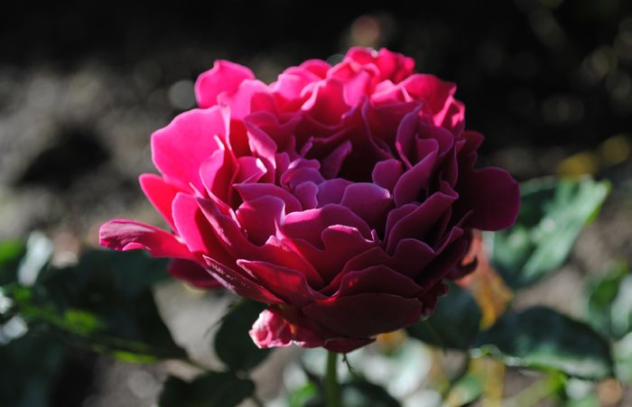 glamorous-ruffles, prima floare :)) - 2016 trandafiri II
