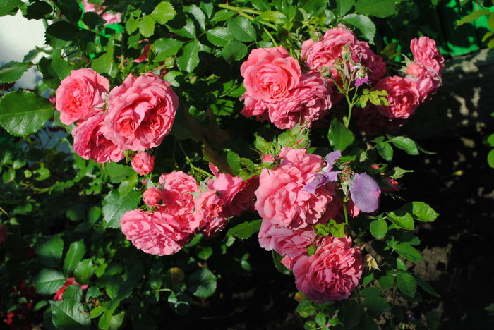 Rosarium Uetersen