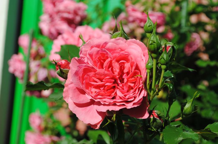 Rosarium Uetersen - 2016 trandafiri II