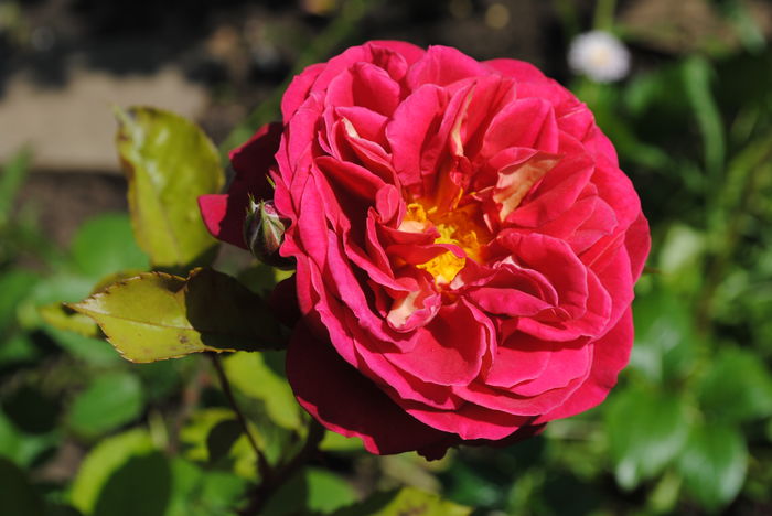lami-des-jardins(Guillot) - 2016 trandafiri II