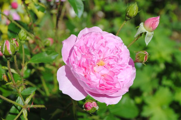 Harlow Carr - 2016 trandafiri II