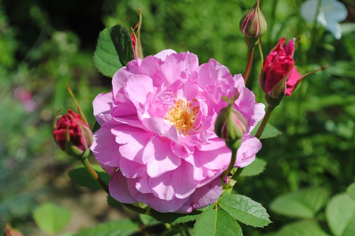England s Rose - 2016 trandafiri II
