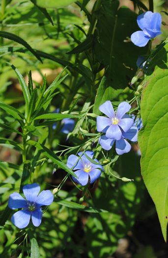 linium perene(in peren)