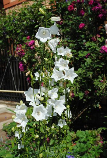 campanula persicifolia Alba