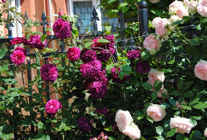 Munstead Wood si Eden Rose - 2016 trandafiri II