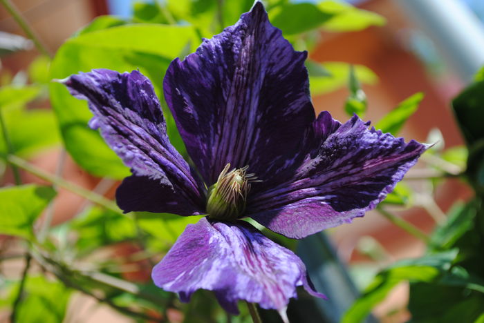 clematis Tie Dye