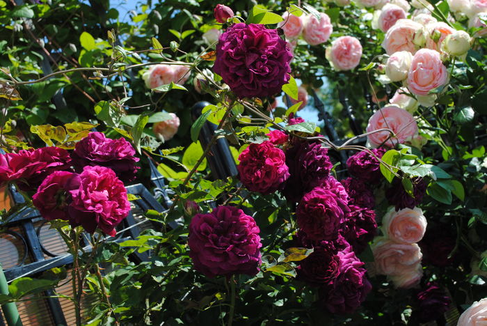 Munstead Wood si Eden Rose - 2016 trandafiri II