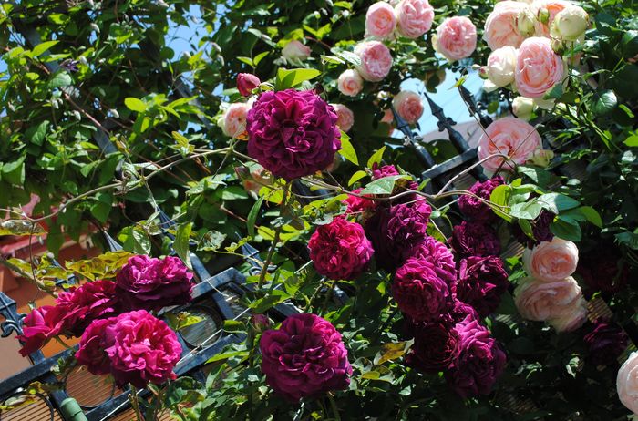 Munstead Wood si Eden Rose - 2016 trandafiri II
