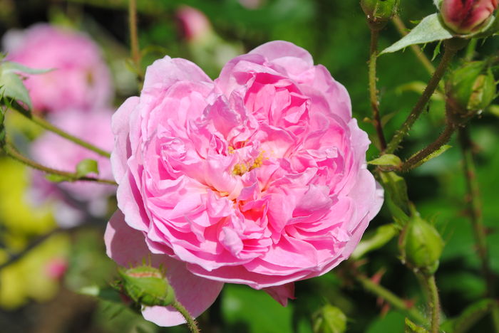 Harlow Carr - 2016 trandafiri II