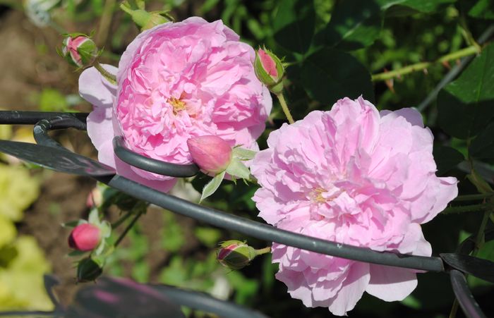 Harlow Carr - 2016 trandafiri II