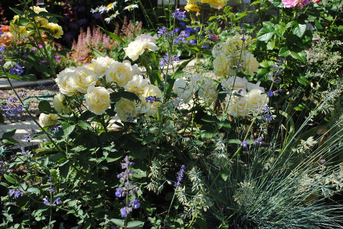 golden border(comtesse du barry) - 2016 trandafiri II