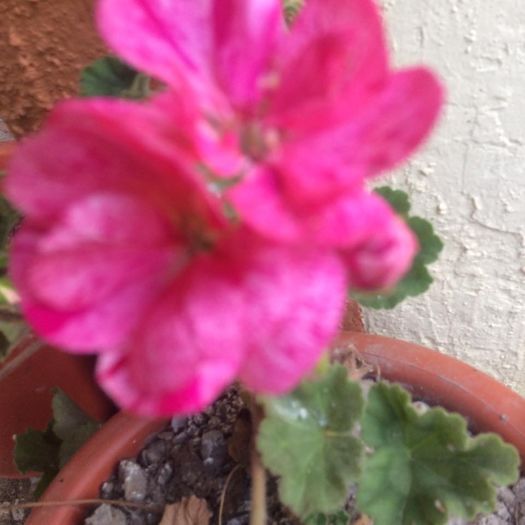 image - diverse plante de camera